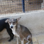 Feryal