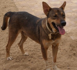 Leon