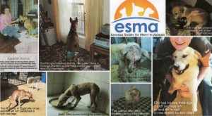 dogs-poster